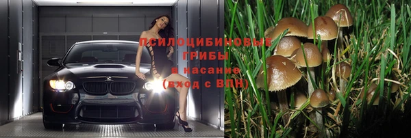 гашик Алексин